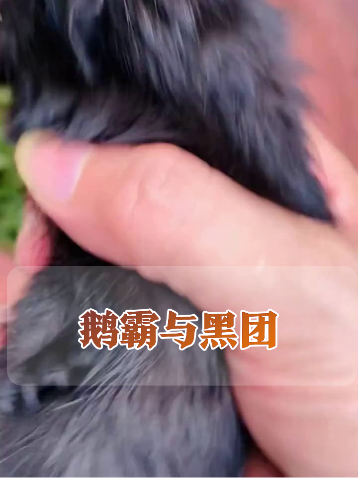 鹅大哥霸气护食,小黑团乱窜躲追捕太呆萌