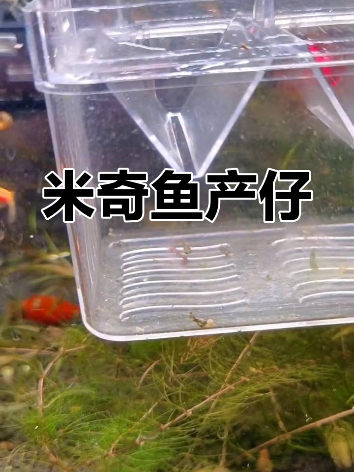 缸里米奇鱼产仔,快来祝贺吧!