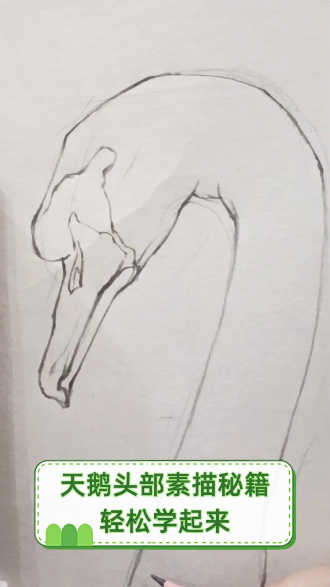 天鹅头部素描秘籍,轻松学起来