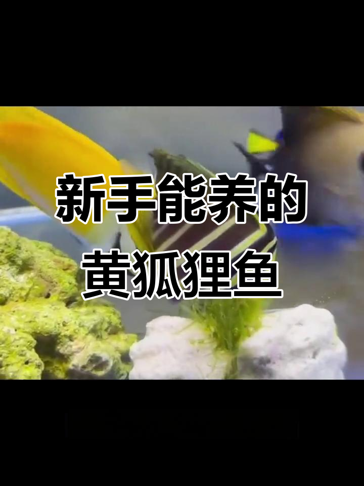 黄狐狸鱼适合新手养吗？这些注意事项你得知道
