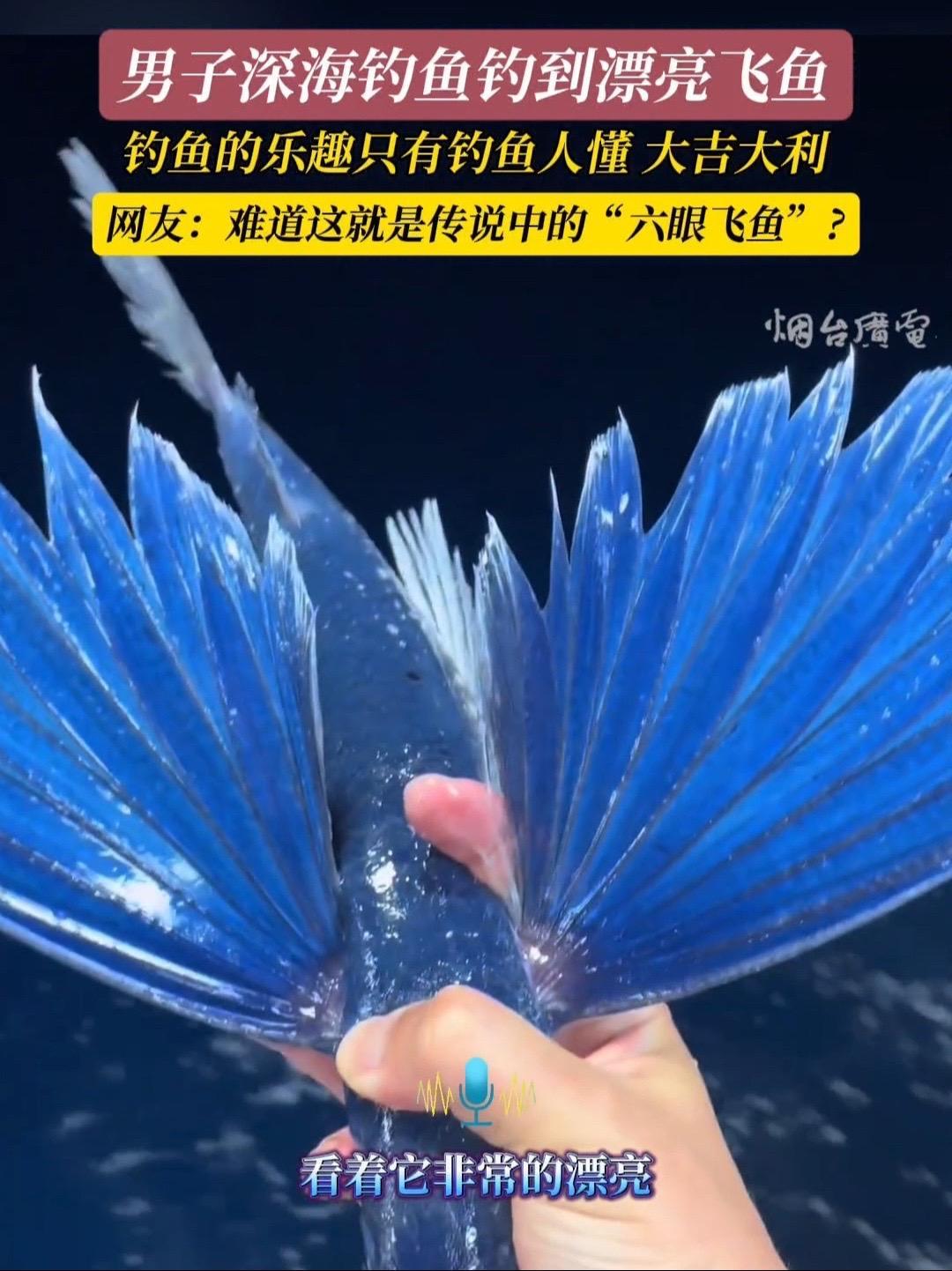 4月8日(采访时间),南海。男子深海钓鱼钓到漂亮飞鱼,这不会就是传说中的“六眼飞鱼”吧!海
