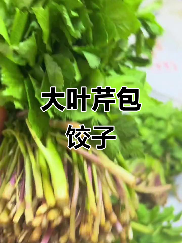 东北大叶芹饺子,山野菜的独特香气让人怀念