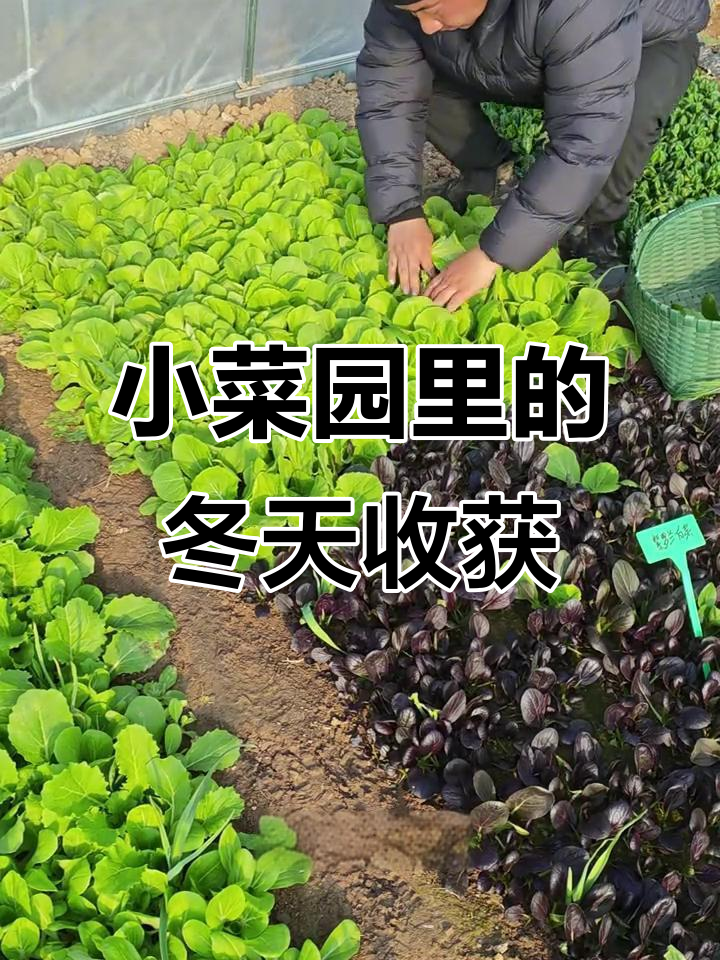 冬季小菜棚，蔬菜生长快如闪电！