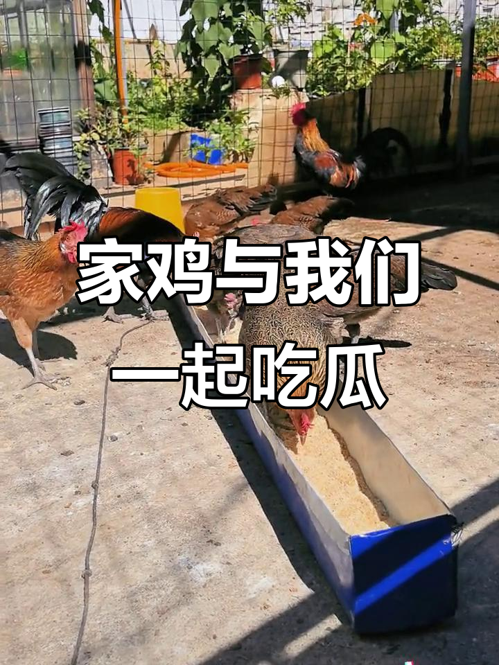 云南茶花鸡的乡村生活:吃饭时和家鸡一起分享瓜果