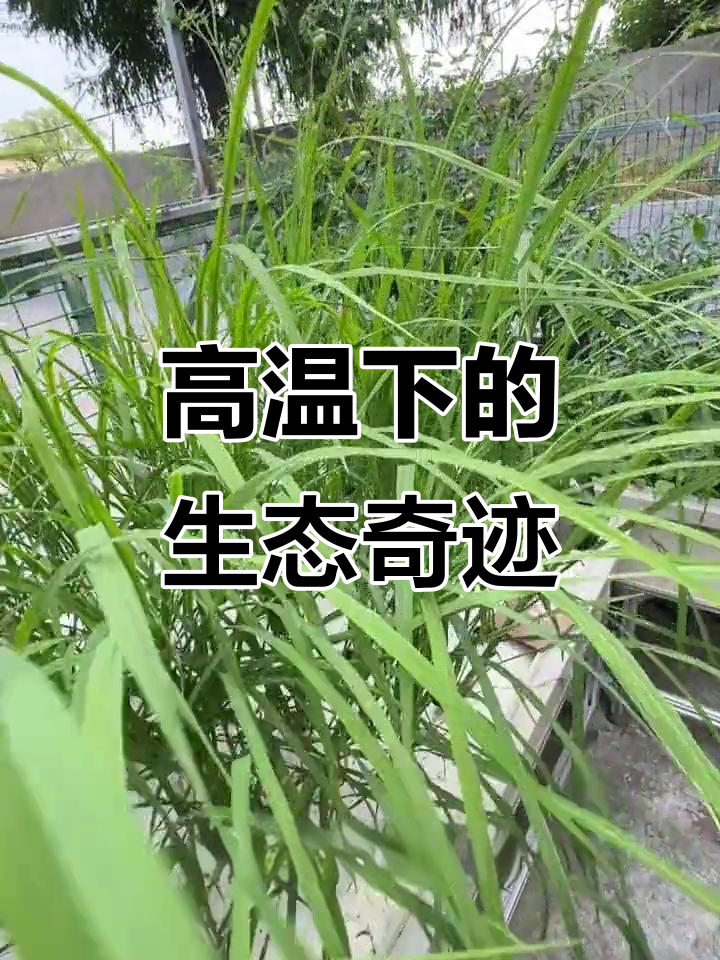 40度高温下,鱼菜共生系统生机勃勃,作物与鱼儿共舞