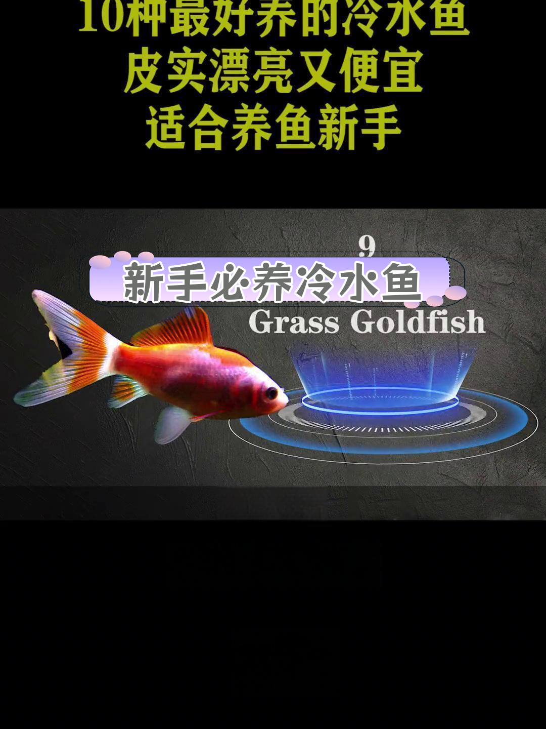 适合新手养的10种冷水鱼,皮实又美丽