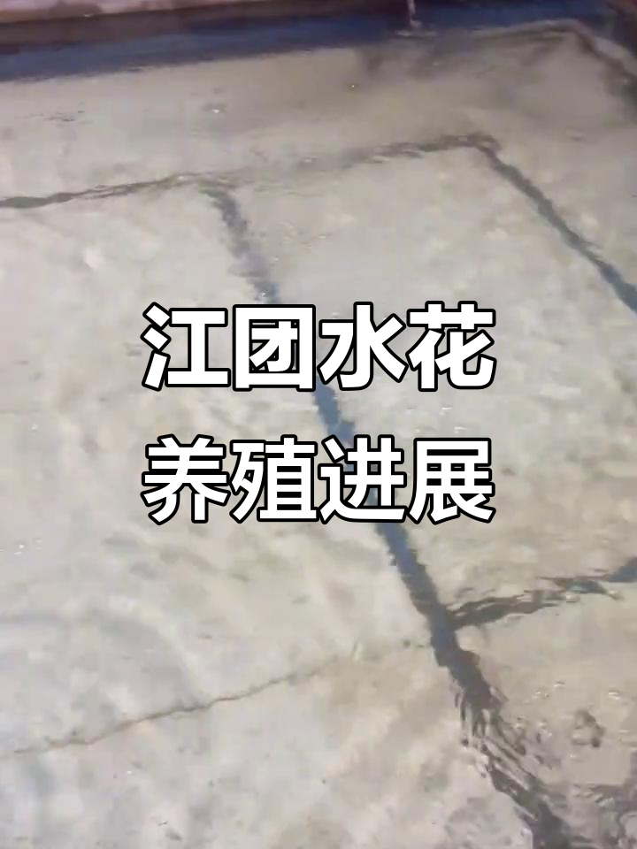 4月江团水花鱼苗批量生产,温度控制精准