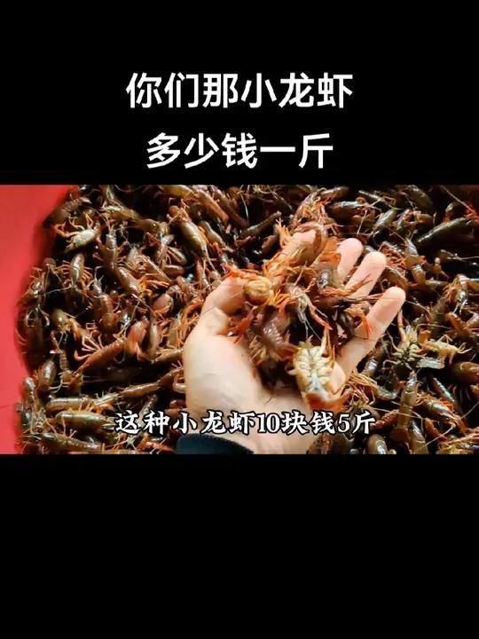 你们那小龙虾多少钱一斤?小龙虾 又到了吃小龙虾的季节 小海锅生活记 小海锅美食屋 小海锅大