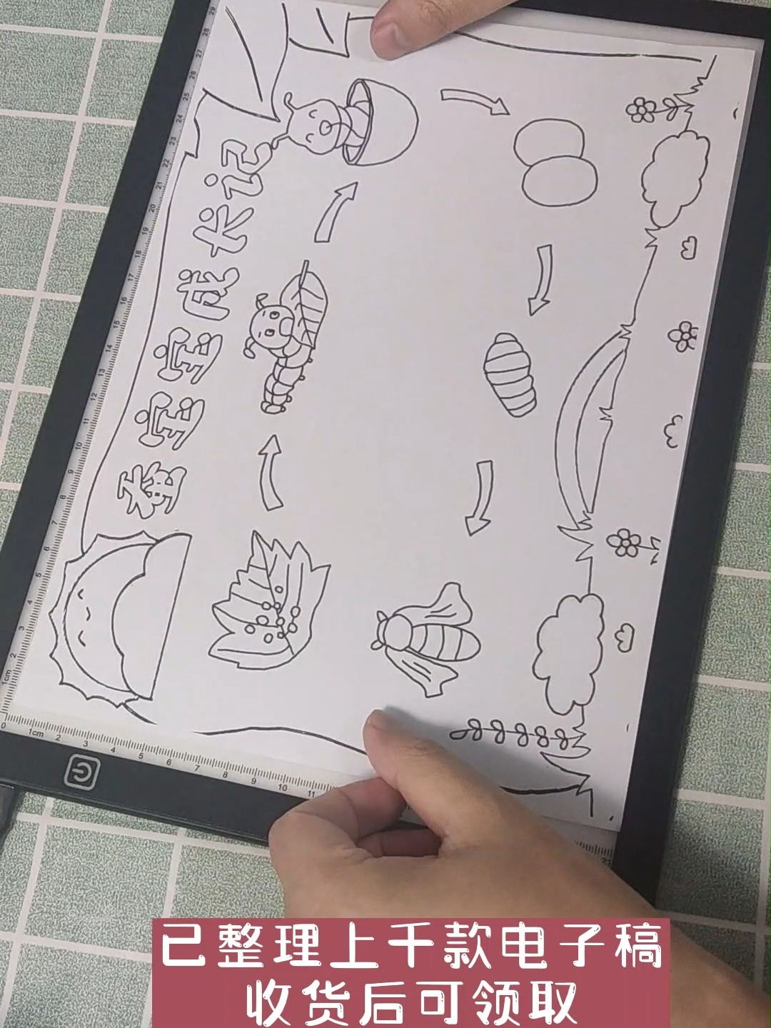 蚕宝宝成长记手抄报 5分钟完成