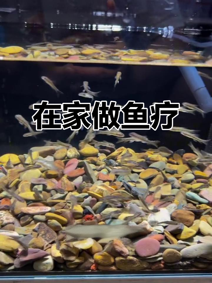 温泉鱼疗新体验,小鱼皮实又可爱