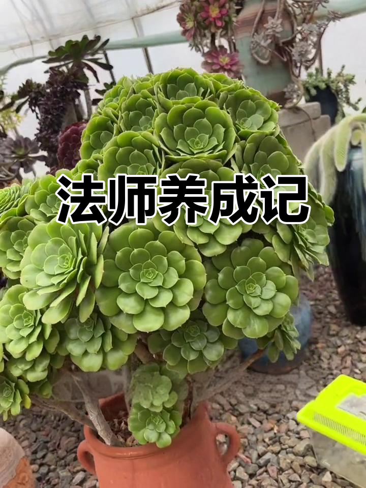 绿杨蓉历经多次修剪，多肉法师养护秘籍分享
