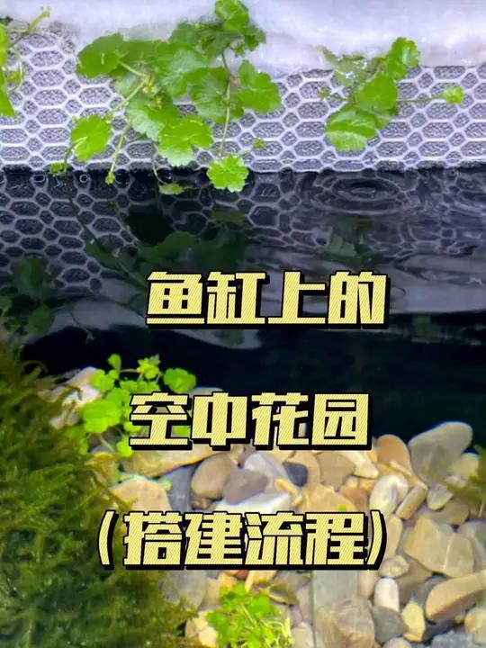 鱼缸上的空中花园,古法缸能实现的,玻璃缸也能实现啦!除了天胡荽和莫斯,你们说还能种点啥?鱼
