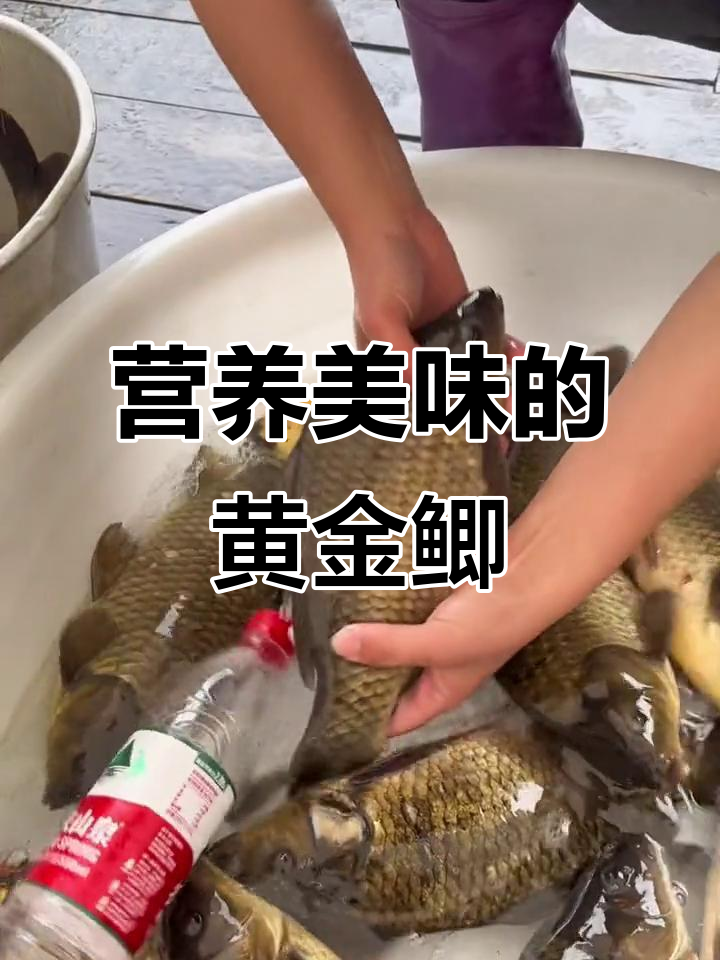 千岛湖黄金鲫鱼,鲜嫩美味,红烧汤炖皆宜