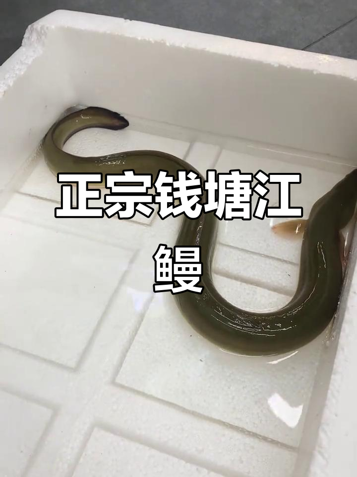 钱塘江鳗鱼：正宗野味，简单蒸煮才是最美妙