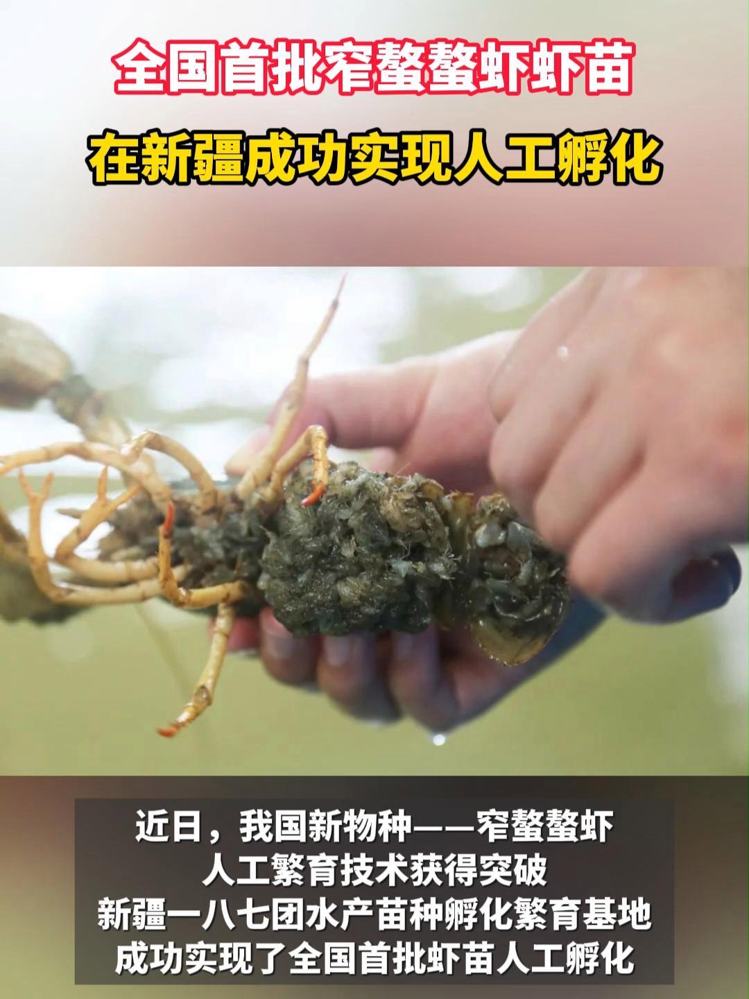 好消息!全国首批窄鳌鳌虾虾苗在新疆成功实现人工孵化!窄鳌鳌虾 新疆 水产养殖
