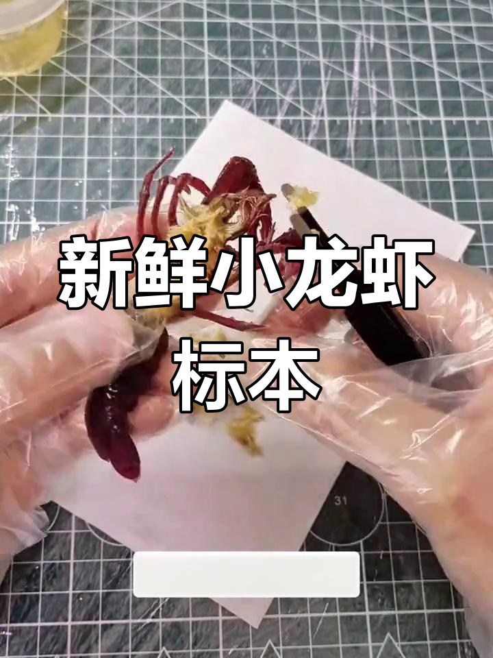小龙虾标本制作全过程