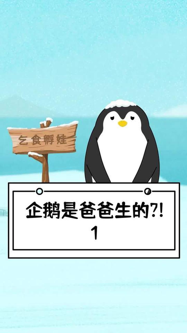 企鹅是爸爸生的吗?奇妙动物知识揭秘