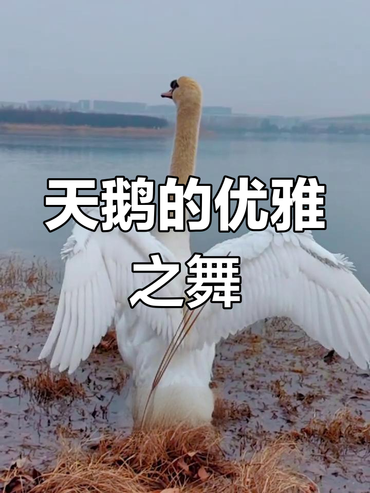疣鼻天鹅优雅舞姿,五个经典动作尽显迷人风采!