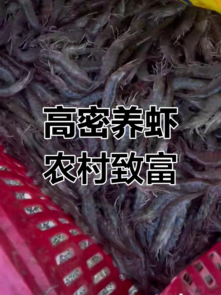 襄阳峪山基围虾养殖基地,高密度水产创业