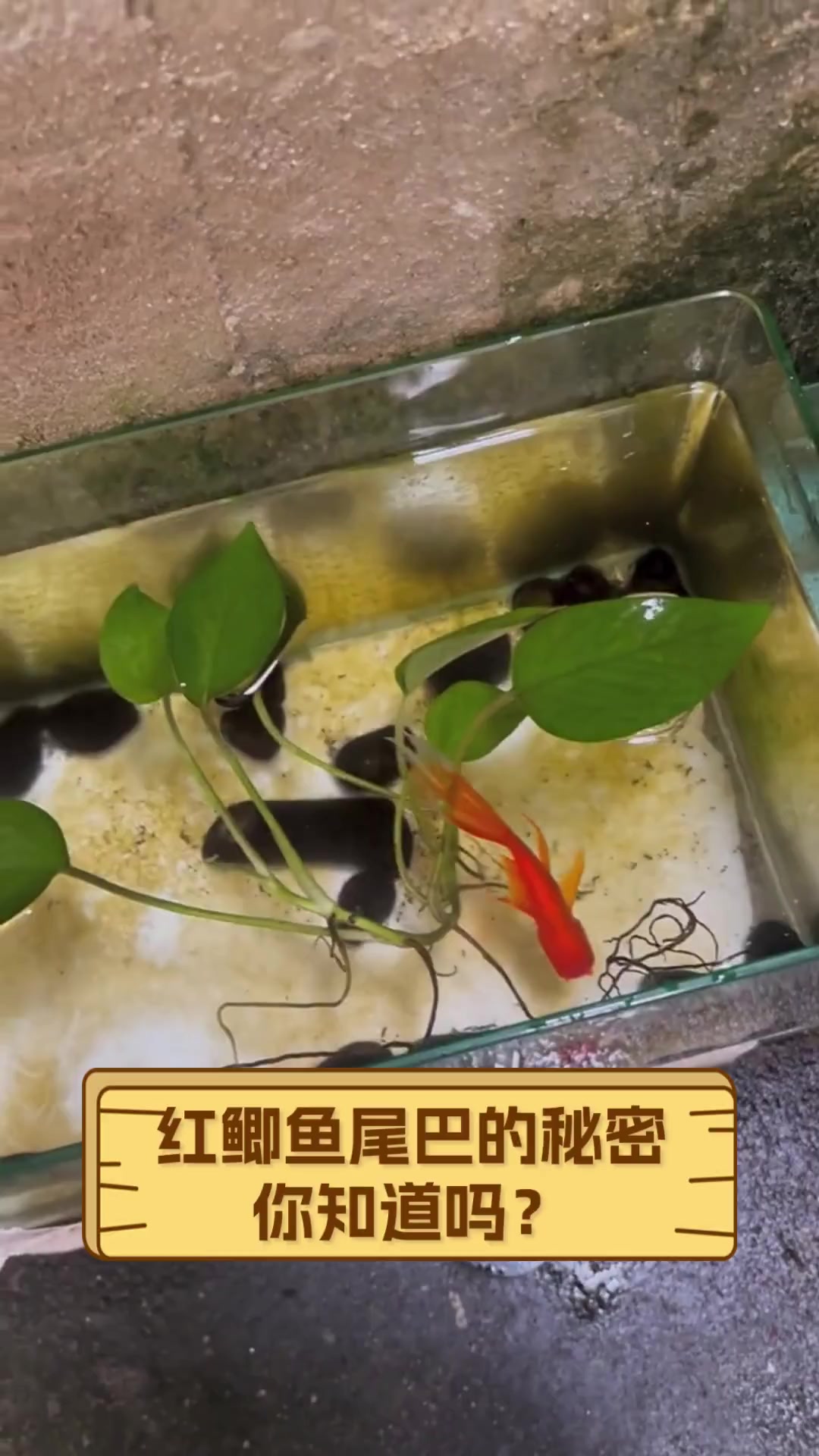 红鲫鱼尾巴的秘密,你知道吗?