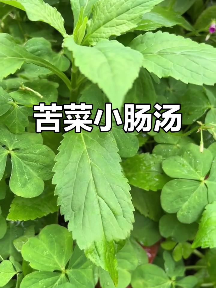 夏季必备!苦菜小肠汤,清热解腻的闽南美味