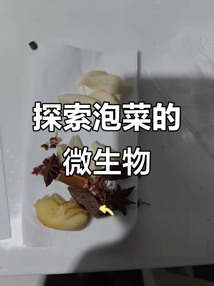 高中生物实验：泡菜制作与微生物的奇妙世界