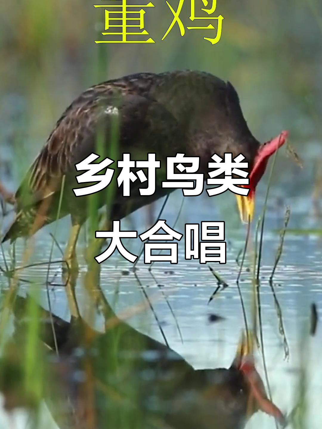 农村鸟鸣大合奏,自然之声尽享