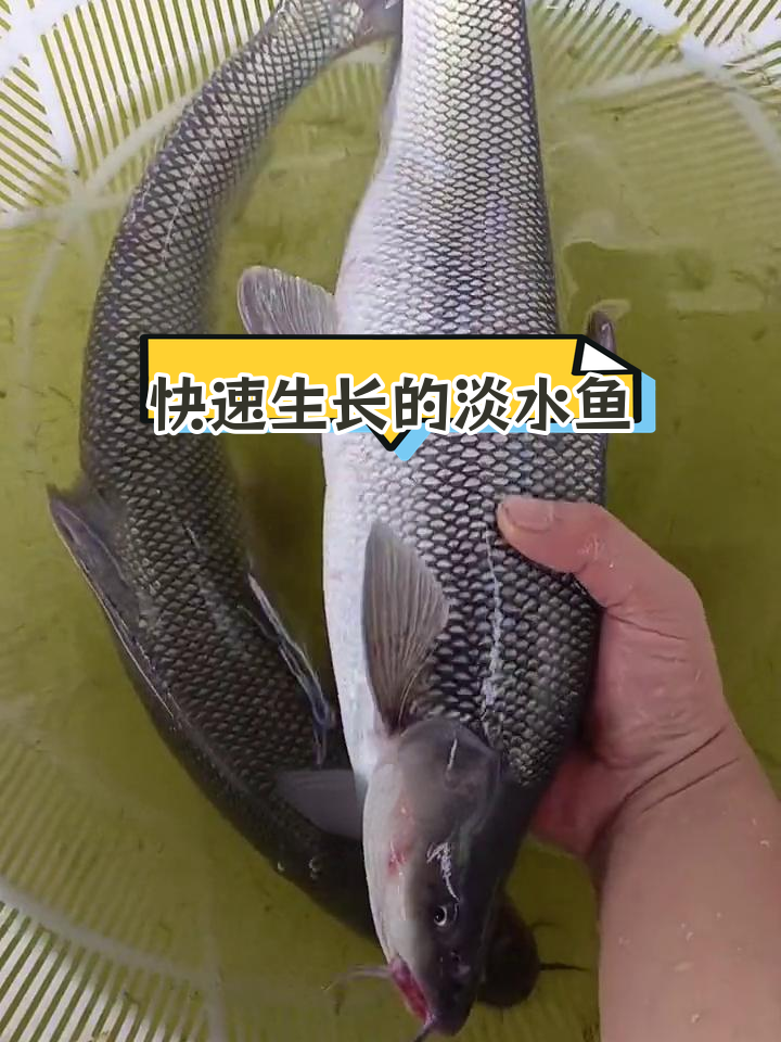 淡水银鳕鱼:草食性大型鱼类,生长迅速