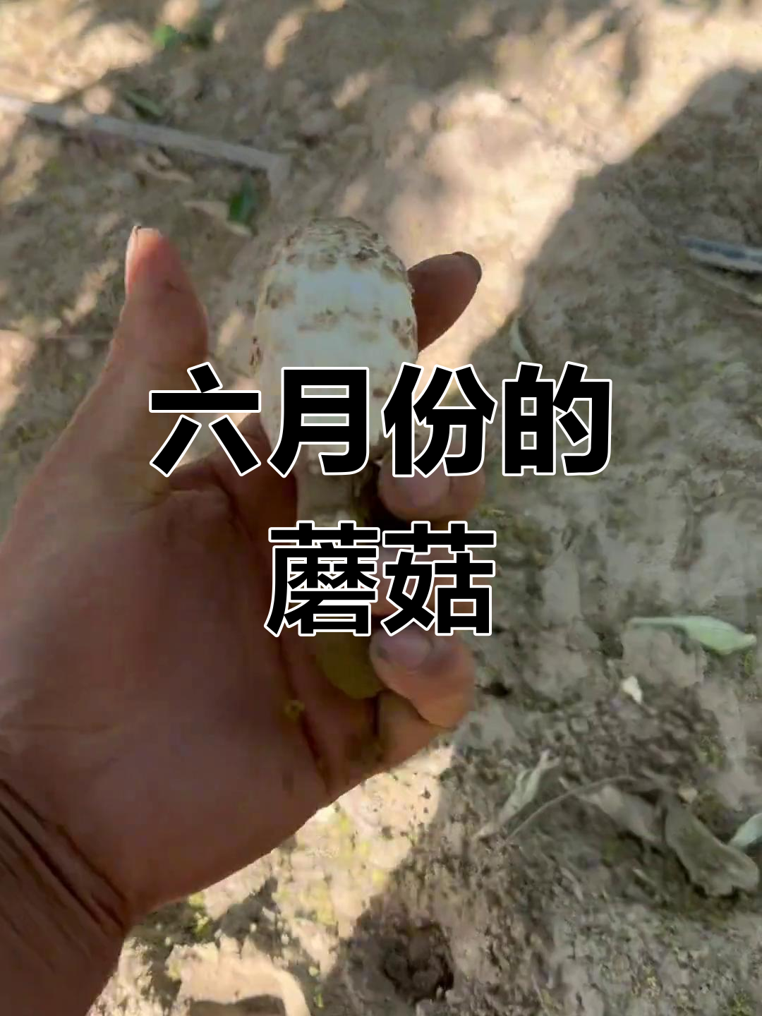 野生鸡腿菇,鲜嫩美味