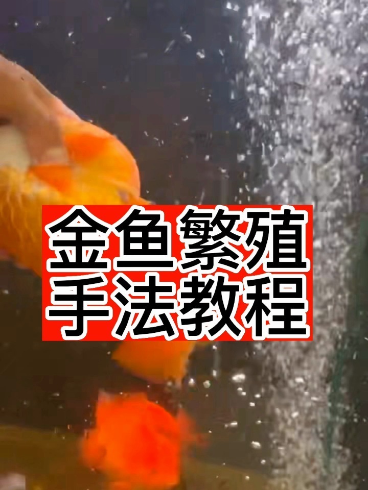 金鱼繁殖手法教程,按压部位