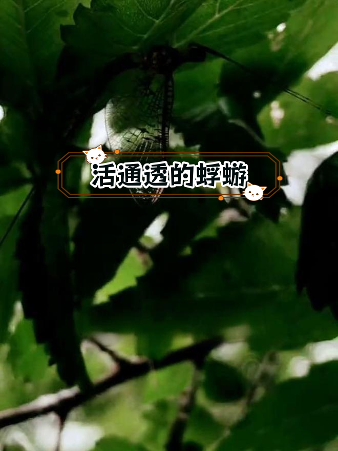 北京山区的神奇生物:蜉蝣与沼生旱菜