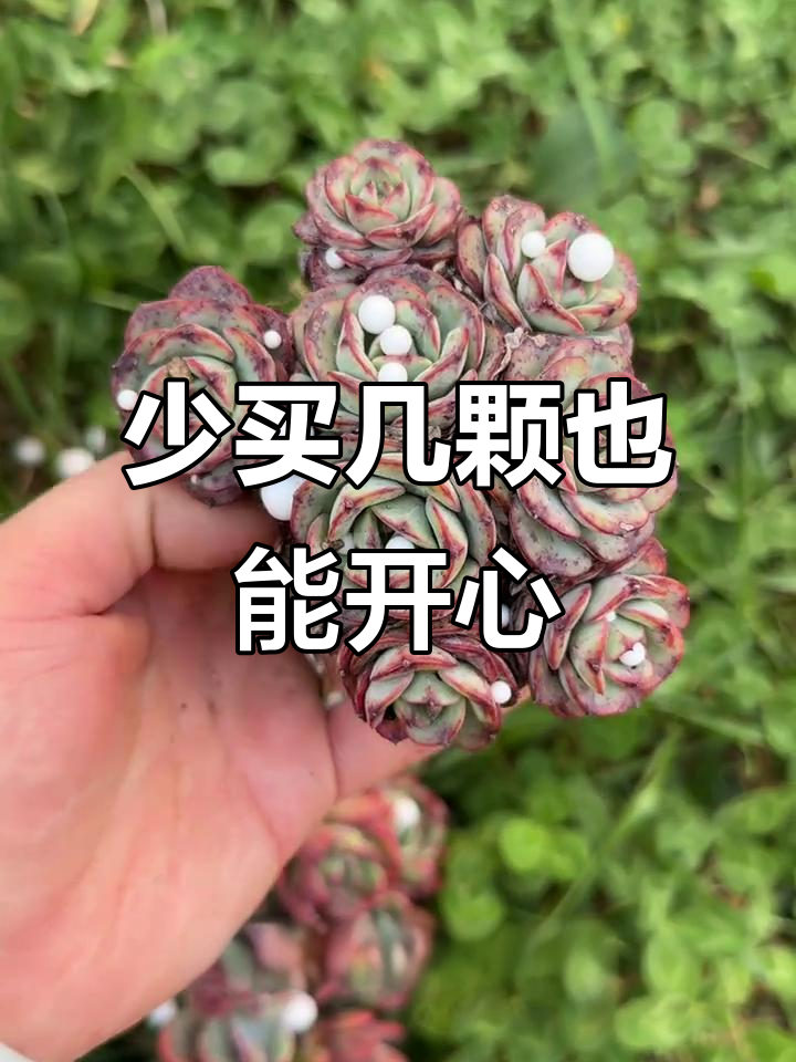 奶油黄桃多肉植物,控不住手又剁不了手的日常