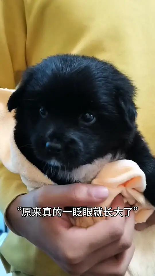 三周岁快乐吴糖豆!谢谢哥哥给糖豆定制的生日蛋糕!