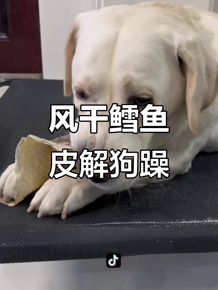 狗狗精力旺盛?一张风干鱼皮让它忙不停,不再拆家