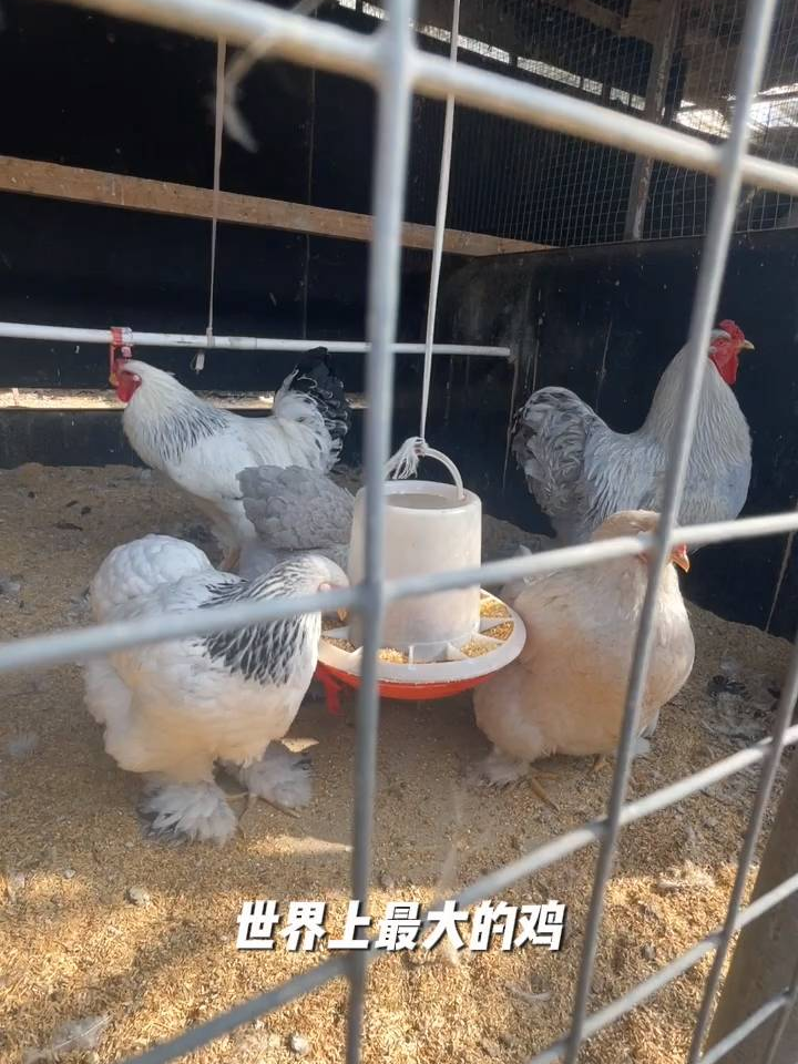 婆罗门鸡农家散养观赏鸡苗