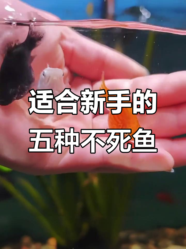 新手养鱼必看!这5种观赏鱼最容易上手,不愁死
