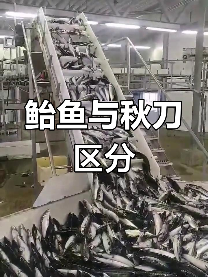 很多人混淆鲐鱼与秋刀,其实它们大不相同