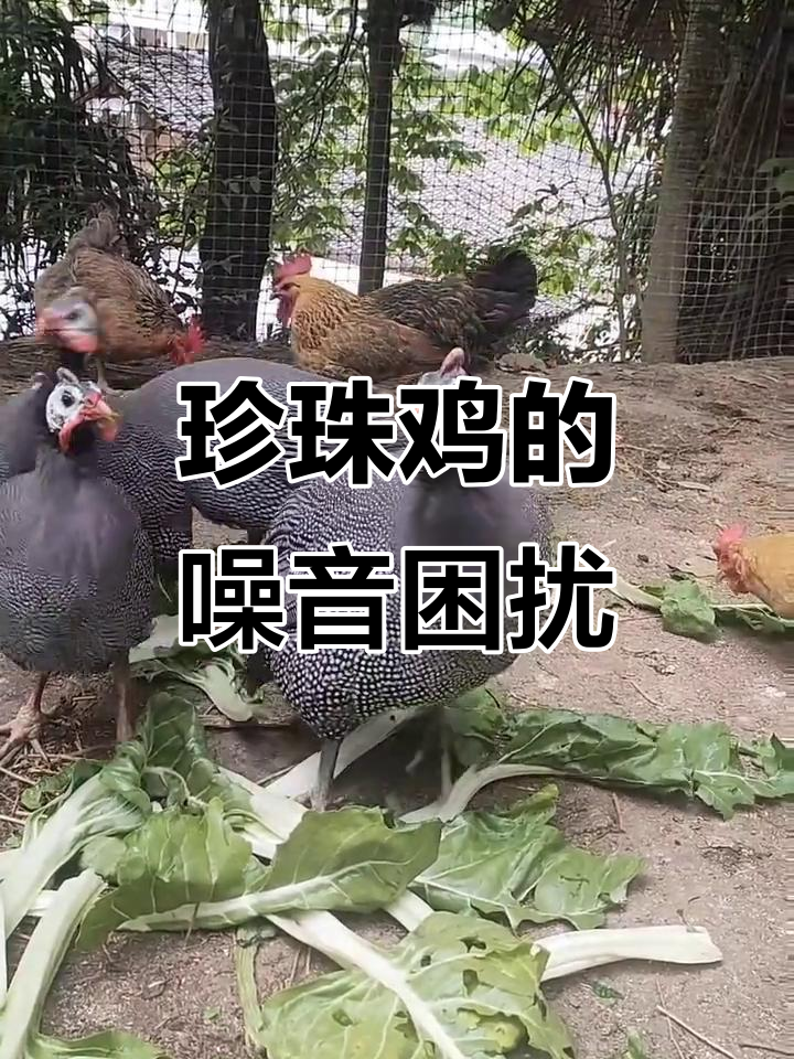 珍珠鸡叫声扰人,心态不稳者慎养!