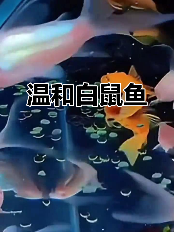 白鼠鱼:温和清洁鱼,适合水族箱饲养