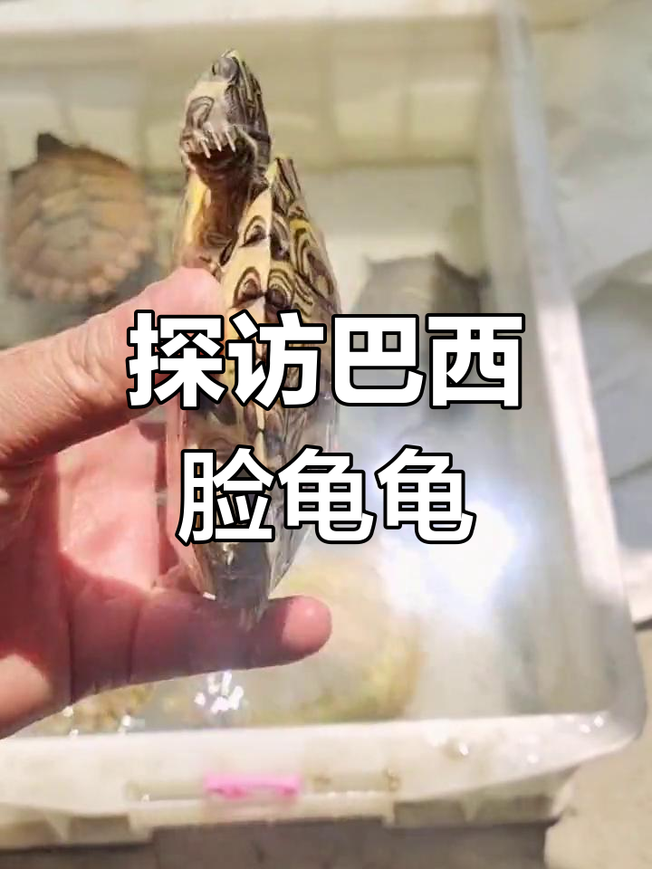 巴西龟家族大揭秘:甜甜圈、黄耳彩龟与格兰德彩龟的魅力对比
