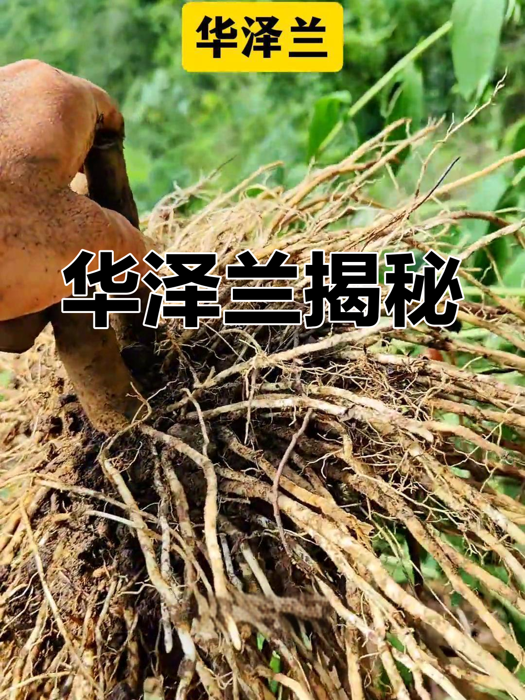常见却不知名的植物,华泽兰的秘密
