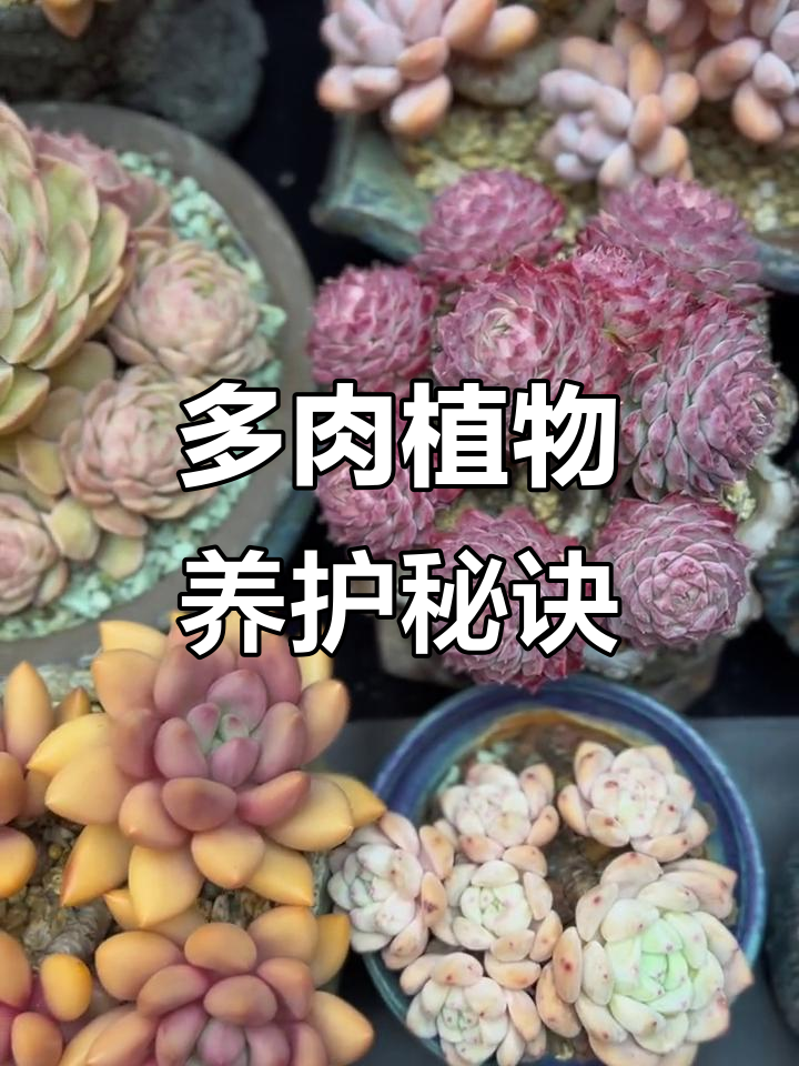 朱砂痣多肉养护技巧,轻松掌握植物健康