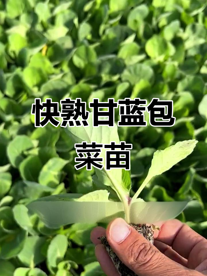 45天甘蓝包菜苗,快速生长,赶紧种起来!