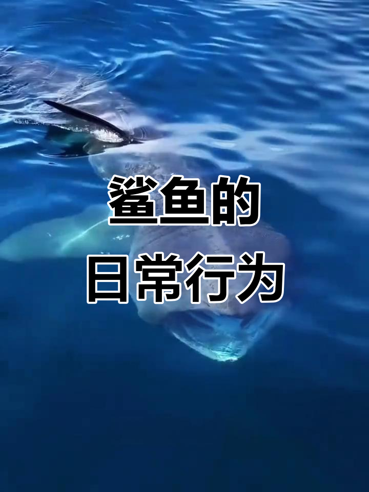 鲨鱼每天都在做什么?揭秘大白鲨、鲸鲨等攻击人类的真相