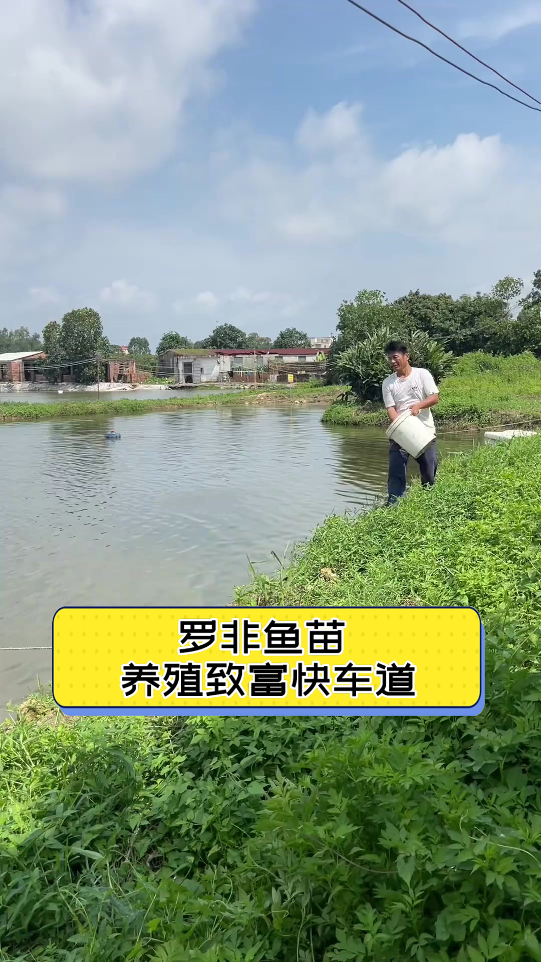 罗非鱼苗，养殖致富快车道