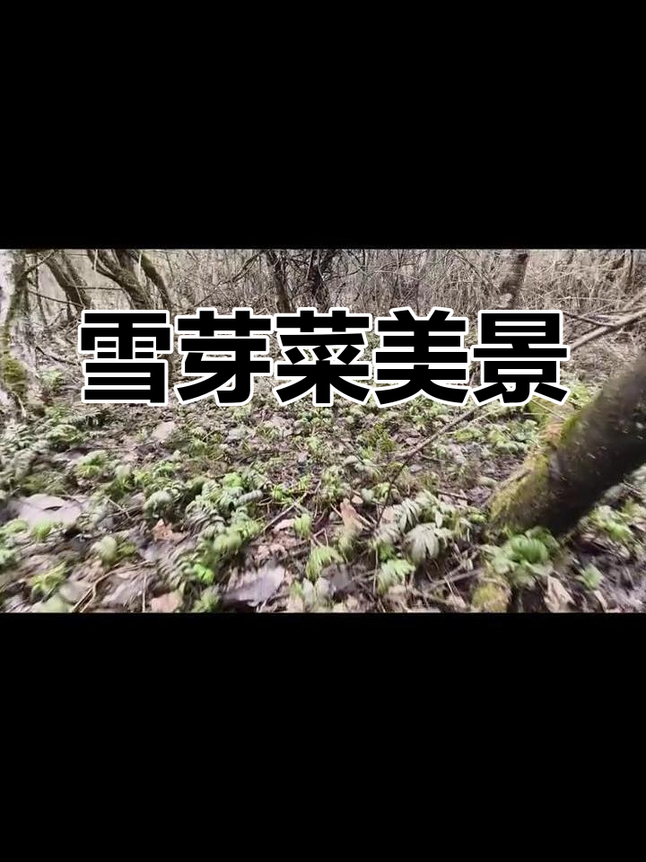 大坪山雪芽菜盛开,山坡如画,美不胜收
