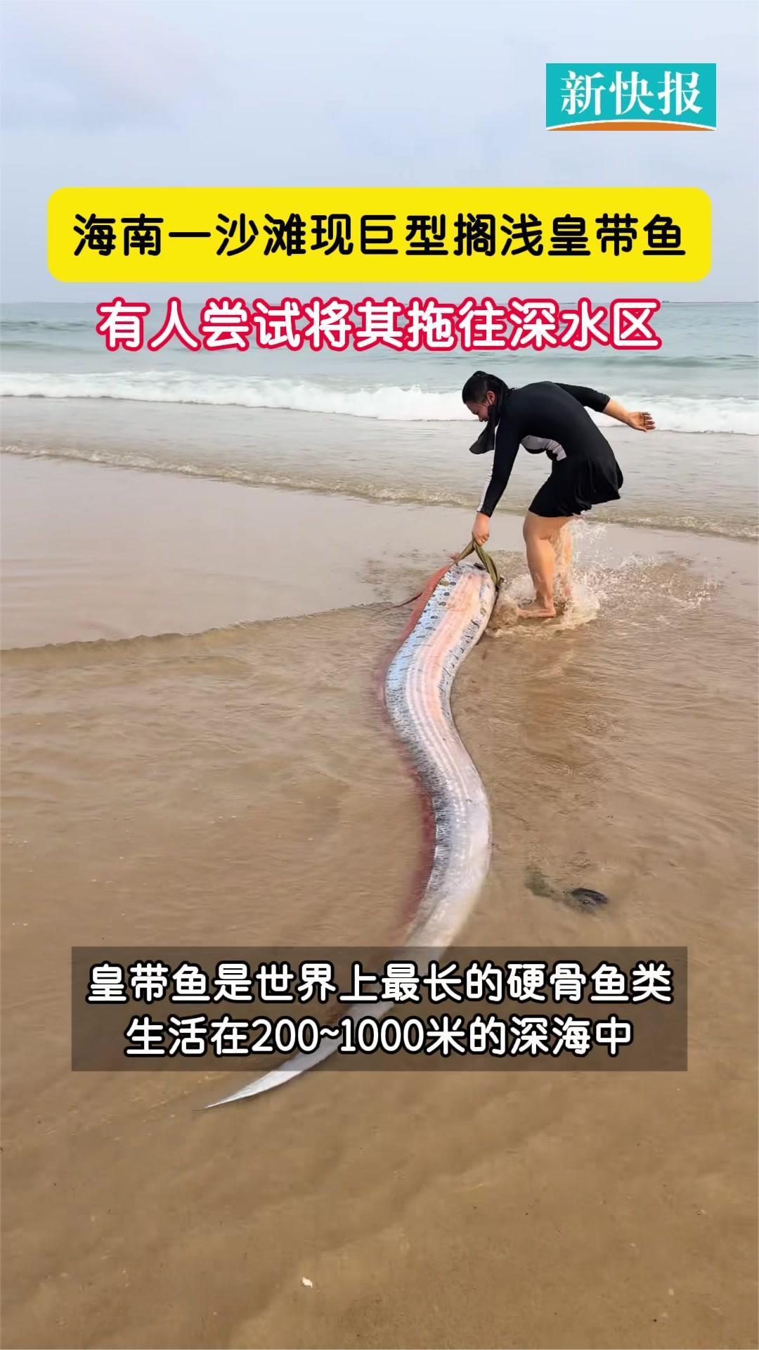 海南一沙滩现巨型搁浅皇带鱼,有人尝试将其拖往深水区