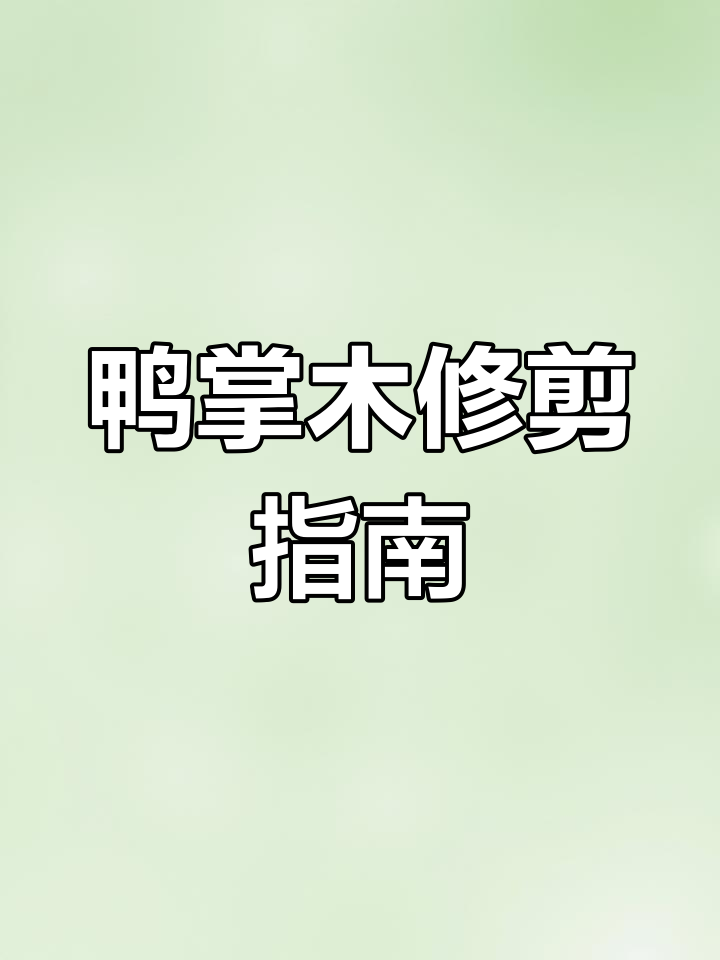 鸭掌木修剪技巧,打造更紧凑株形