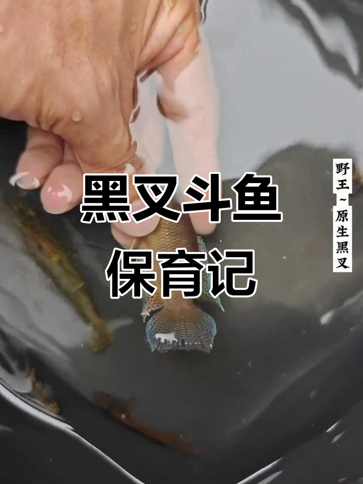 阳西黑叉斗鱼繁育进展,冬季来临前的忙碌时光