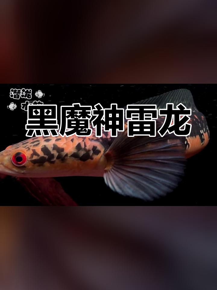 雷龙鱼的世界,黑魔神现身